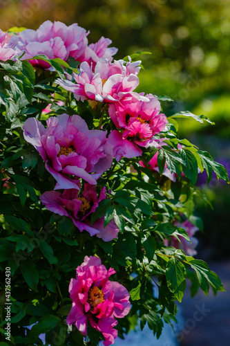 Paeonia x suffruticosa in spring garden. Paeonia blossom. Beautiful peony flowers on a natural background.