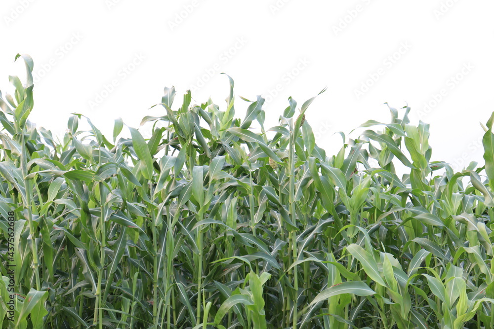 green colored maize tree firm on field green colored maize tree firm on field