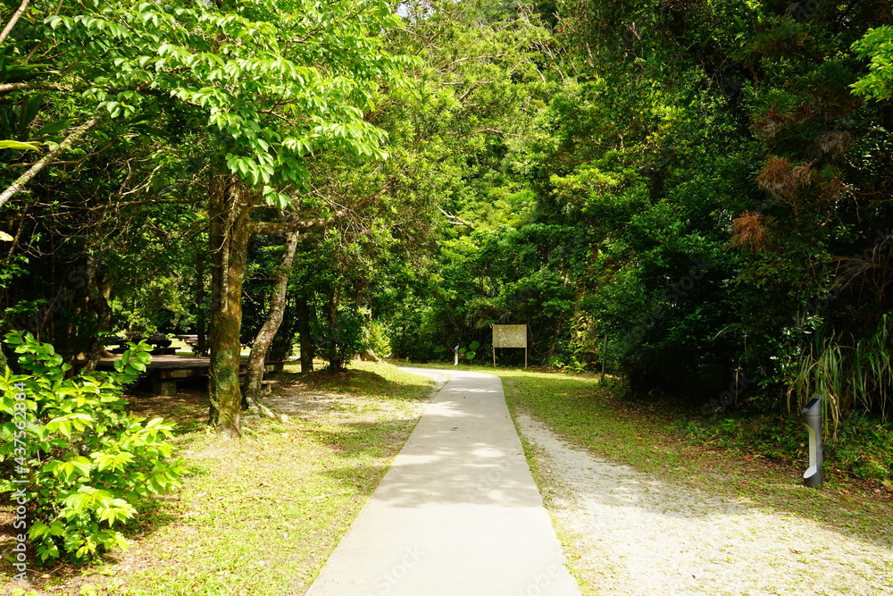 Green trail at Yambaru National Park in Okinawa, Japan - 沖縄 やんばる国立公園 Green trail at Yambaru National Park in Okinawa, Japan - 沖縄 やんばる国立公園