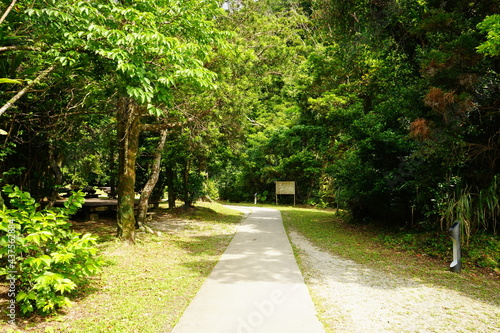 Green trail at Yambaru National Park in Okinawa, Japan - 沖縄 やんばる国立公園 