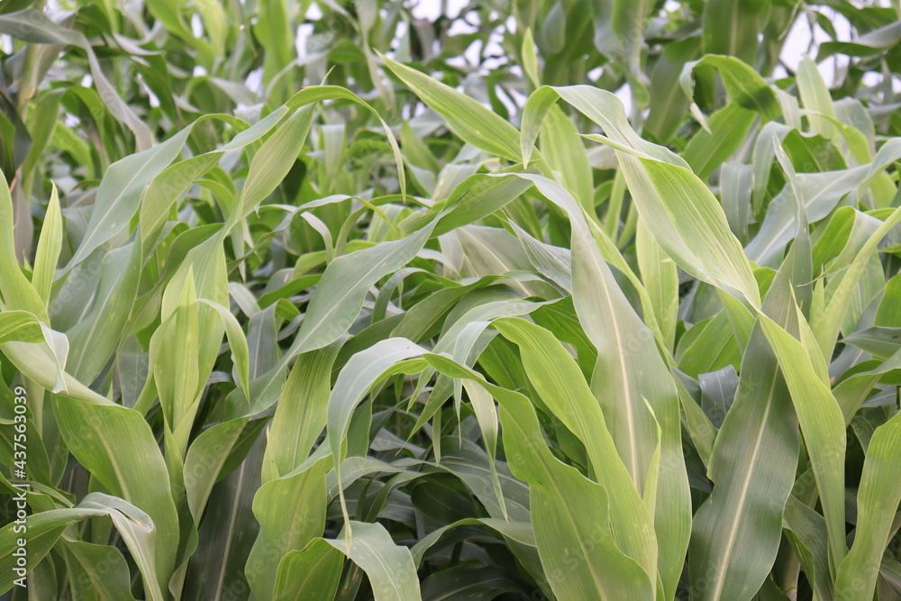 green colored maize tree firm on field green colored maize tree firm on field