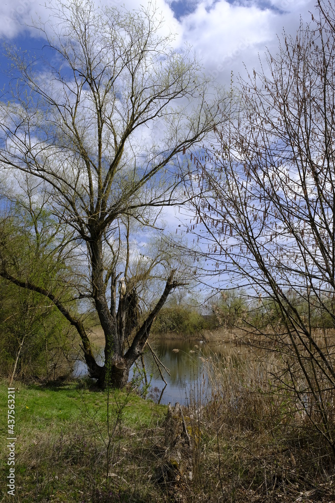 Sander Baggerseen im Naturschutzgebiet Mainaue bei Augsfeld, Landkreis Hassberge, Unterfranken, Franken, Bayern, Deutschland. Sander Baggerseen im Naturschutzgebiet Mainaue bei Augsfeld, Landkreis Hassberge, Unterfranken, Franken, Bayern, Deutschland.