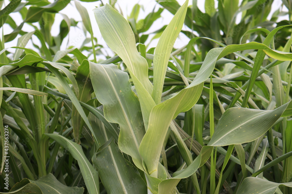 green colored maize tree firm on field green colored maize tree firm on field