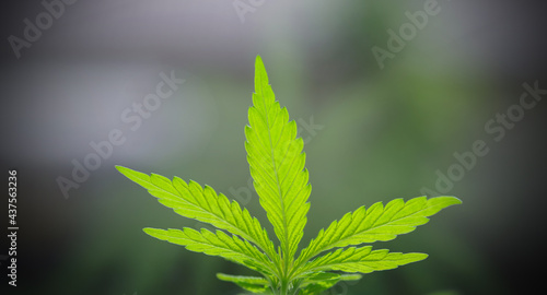 A leaf of cannabis on a blurred natural background. Selective focus.