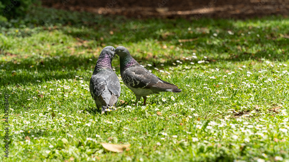 Obraz premium Young couple of pigeons in full love ritual, in spring