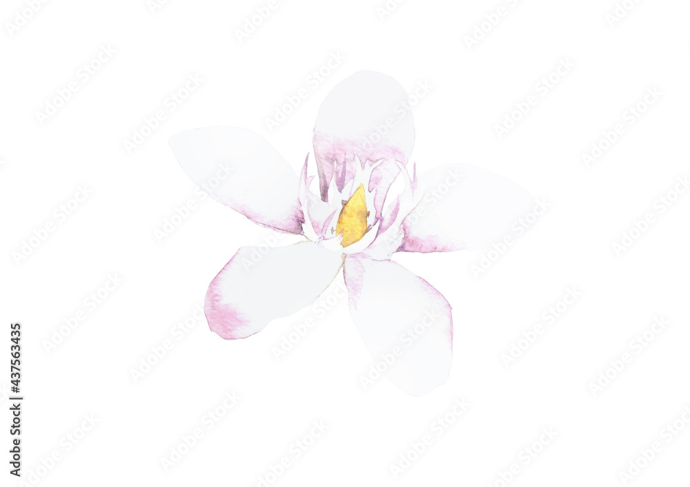 Fototapeta premium Tahitian Gardenia Flower in watercolor on white background