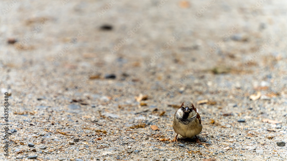Portrait of a house sparrow on the ground