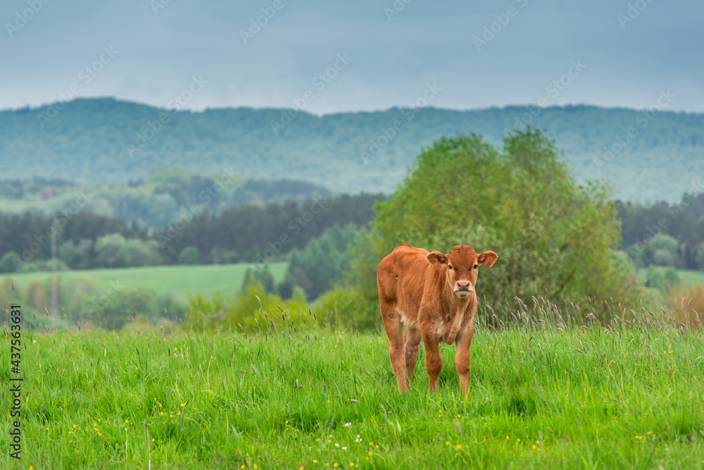 Fototapeta premium Young Baby Cow Calf Standing on Green Meadow and Grazing