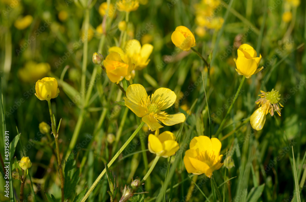 yellow buttercup wildflower ranunculus in the meadow yellow buttercup wildflower ranunculus in the meadow