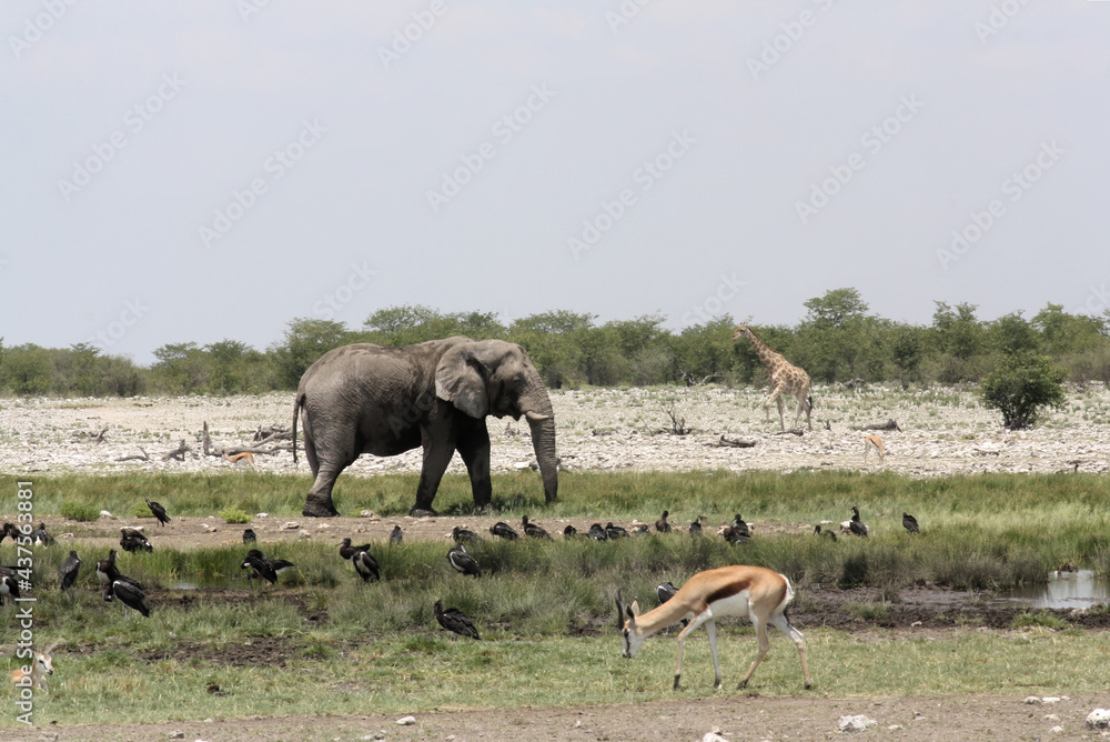 Fototapeta premium Wildlife, elephant giraffe and springbok at Etosha, Namibia
