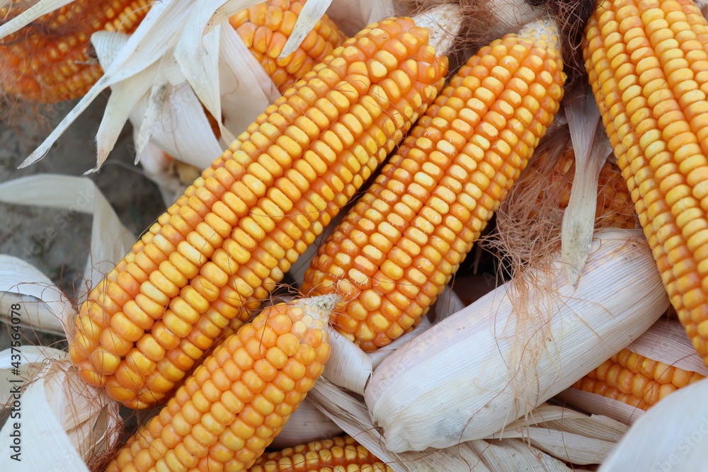 ripe maize stock on shop