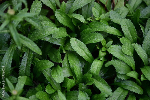 Φωτογραφία Long coriander is dark green foliage (There is sawtooth-like indentation around the outside)with water droplets from the rain