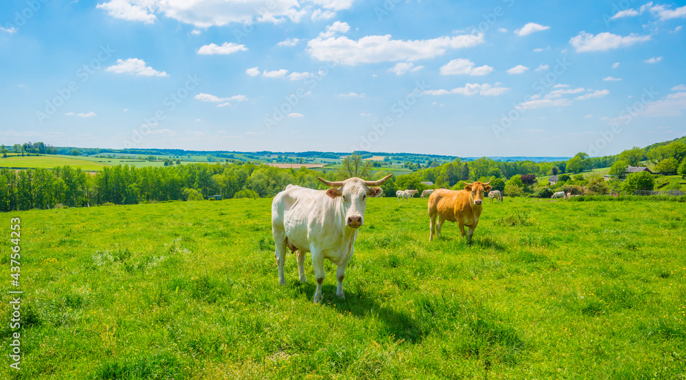 Cows in a green hilly meadow under a blue sky in sunlight in springtime, Voeren, Limburg, Belgium, June, 2021 Cows in a green hilly meadow under a blue sky in sunlight in springtime, Voeren, Limburg, Belgium, June, 2021