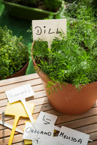 Pot with Fresh Dill Herb Growing and Empty Label. Home Gardening on Balcony, Eco Produce in Ubran Balcony photo