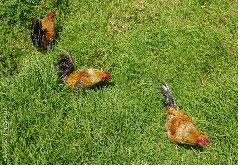 Fototapeta premium chicken in green grass