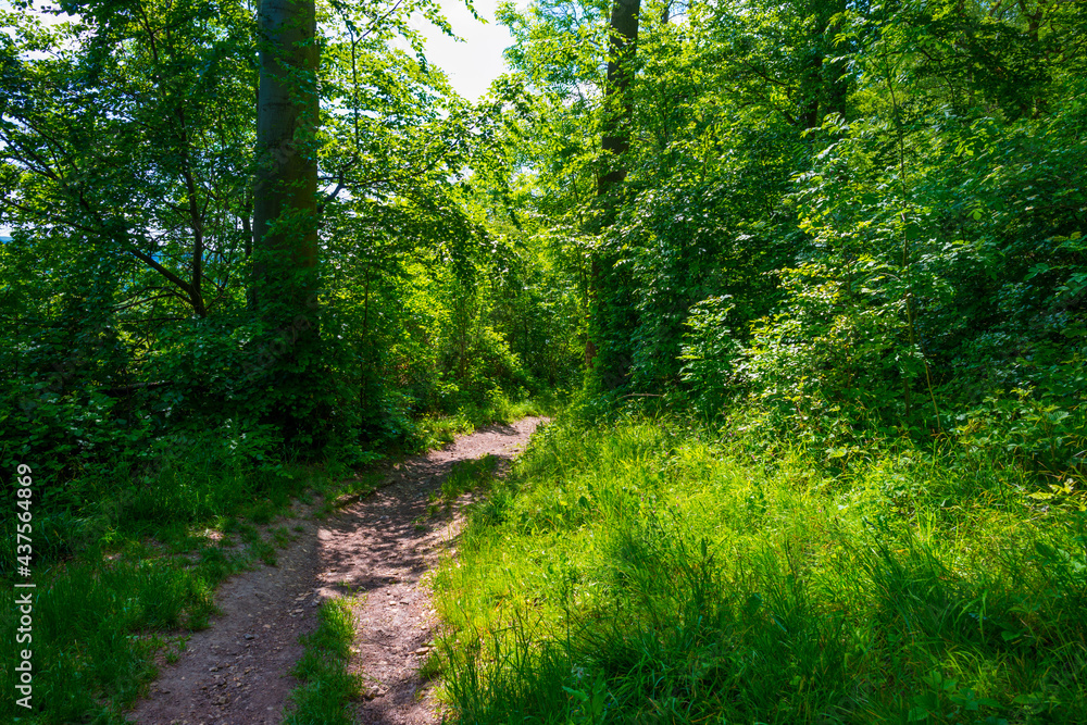 Footpath in sunlight and shadow in green woodland in springtime, Voeren, Limburg, Belgium, June, 2021