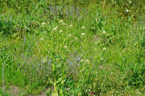 Closeup of stinkweed or bastard cress, Thlaspi arvense in a meadow photo