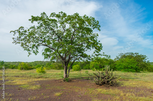 Xique xique cactus (Pilosocereus gounellei) next to a tree - sertao/caatinga landscape - Oeiras, Piaui (Northeast Brazil)