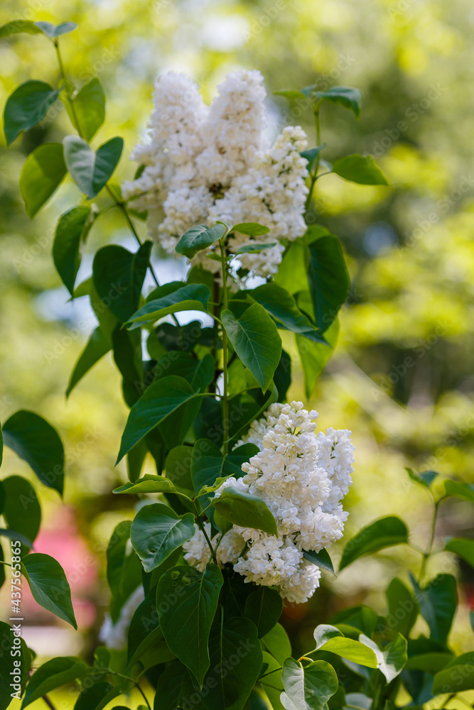 Blooming lilac (лат. Syringa) in the garden. Beautiful purple lilac flowers on natural background Blooming lilac (лат. Syringa) in the garden. Beautiful purple lilac flowers on natural background