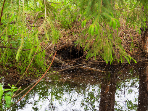 The main entrance to the beaver burrow is located just above the water level. A den of wild animals in the forest.