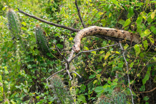 Boa constrictor sleeping on a tree branch in the countryside of Oeiras, Piaui (Northeast Brazil)