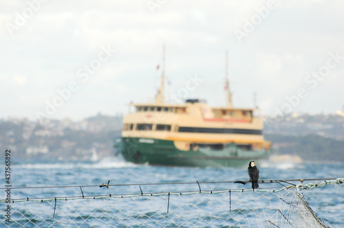 Bird perched on a fence line near the shoreline, with the ferry connecting Sydney downtown to Manley Beach in the background photo