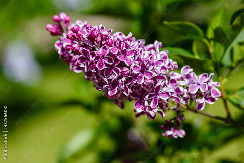 Blooming lilac (лат. Syringa) in the garden. Beautiful purple lilac flowers on natural background Blooming lilac (лат. Syringa) in the garden. Beautiful purple lilac flowers on natural background