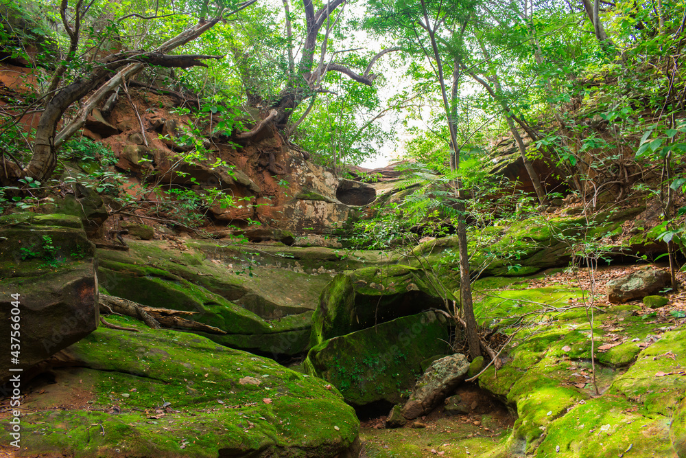 Forest, rocks and moss in the countryside of Oeiras, Piaui (Northeast Brazil) Forest, rocks and moss in the countryside of Oeiras, Piaui (Northeast Brazil)