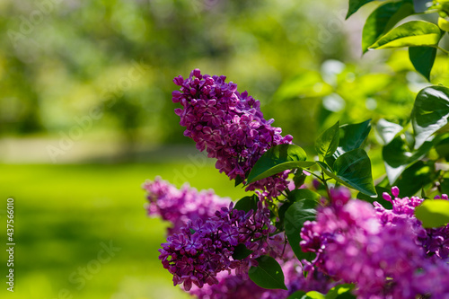 Blooming lilac        . Syringa  in the garden. Beautiful purple lilac flowers on natural background