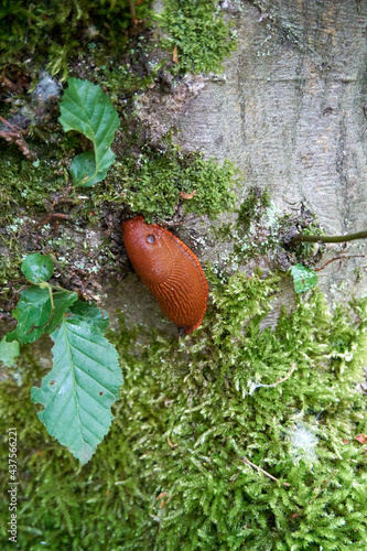 red naked snail on a tree