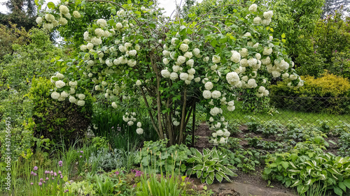 a bush of viburnum growing outside in the garden in spring blooms with white round flowers