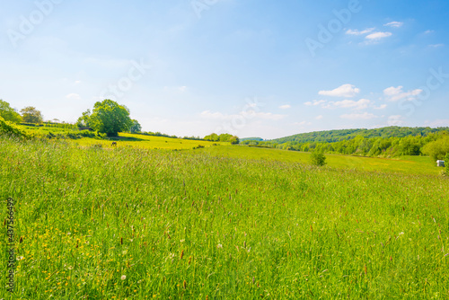 Fields and trees in a green hilly grassy landscape under a blue sky in sunlight in springtime  Voeren  Limburg  Belgium  June  2021