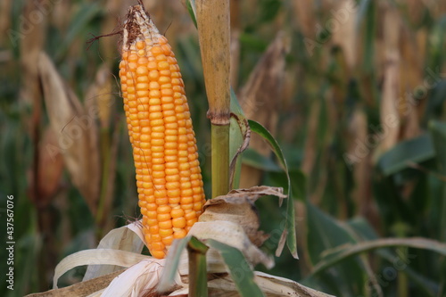 ripe maize stock with tree in the firm