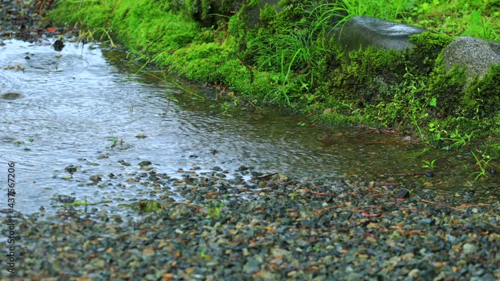 庭園に降る雨 石 砂利 コケ 梅雨 イメージ 庭園に降る雨 石 砂利 コケ 梅雨 イメージ