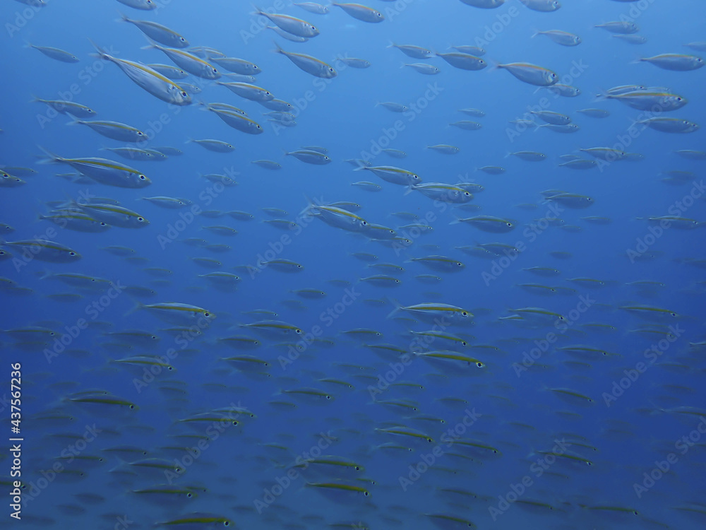 school of goldband fusilier underwater