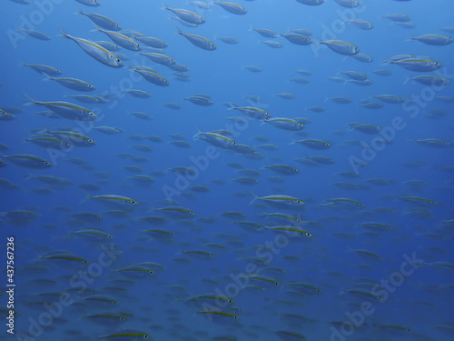 school of goldband fusilier underwater