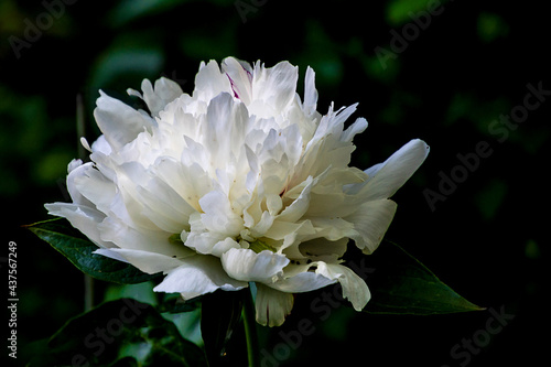 Closeup of beautiful white Peonies flower