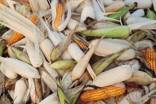 ripe maize stock on shop