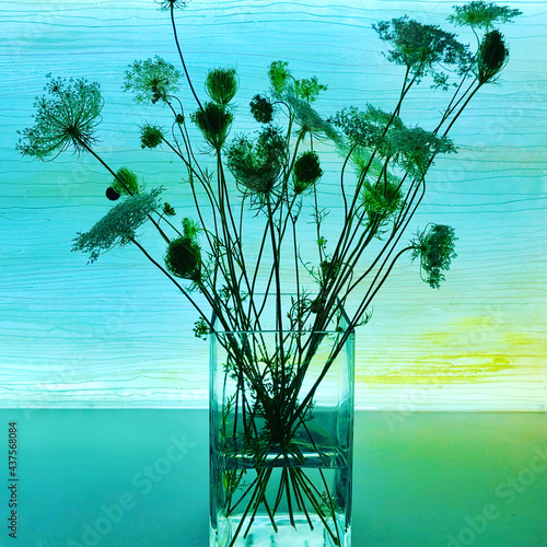 Decorative bouquet of carrot flowers in a square glass vase in the backlight blue-green tones photo