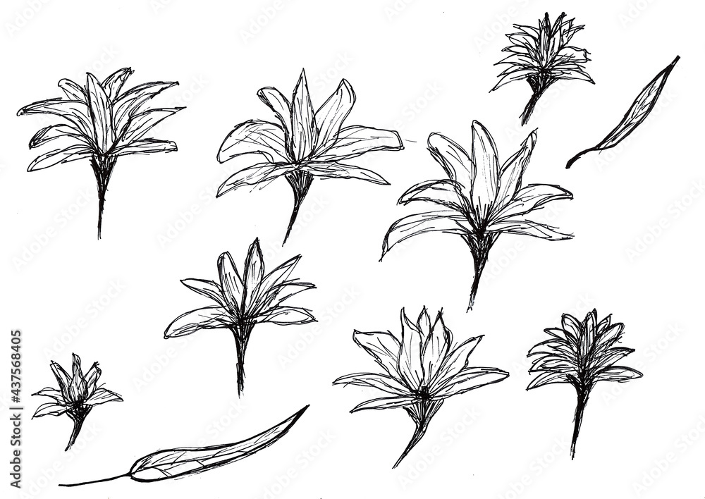 Hand drawing of flowers with black ink