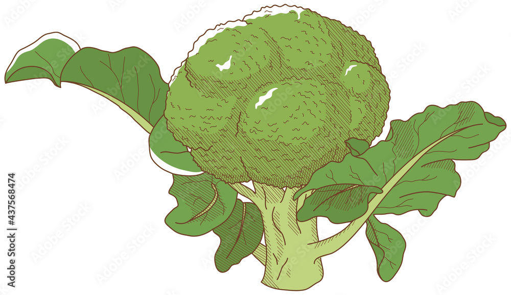 Obraz premium ブロッコリー