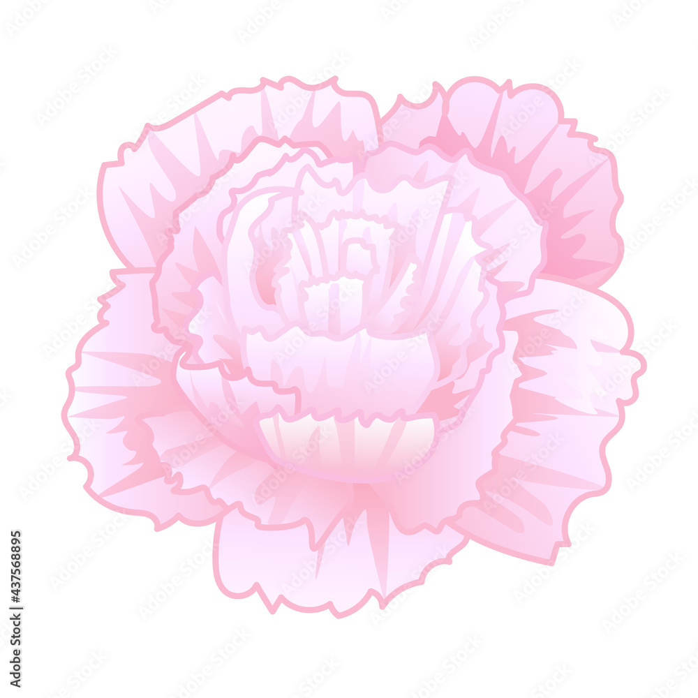 Pink carnation flower isolated on white background. Vector illustration of ornamental flowers Pink carnation flower isolated on white background. Vector illustration of ornamental flowers