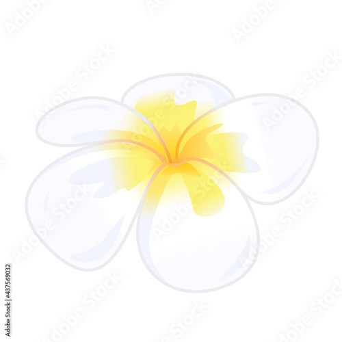 White frangipani flower isolated on white background. Vector illustration of ornamental flowers