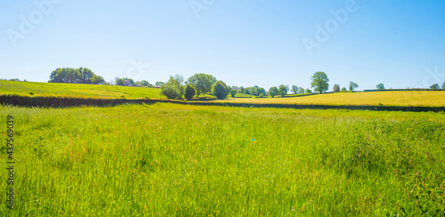 Fields and trees in a green hilly grassy landscape under a blue sky in sunlight in springtime, Voeren, Limburg, Belgium, June, 2021