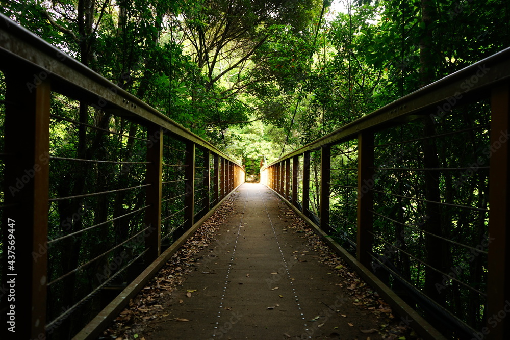 Wooden bridge at Yambaru National Park in Okinawa, Japan - 沖縄 やんばる国立公園 橋