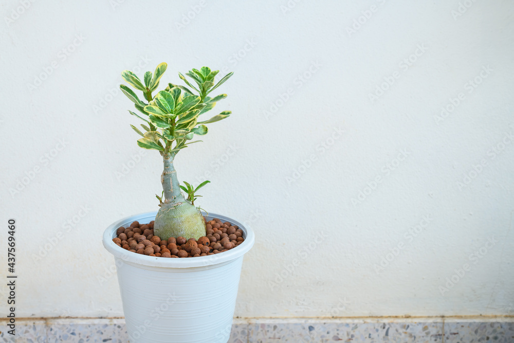 Beautiful Adenium tree in the pot. Beautiful Adenium tree in the pot.