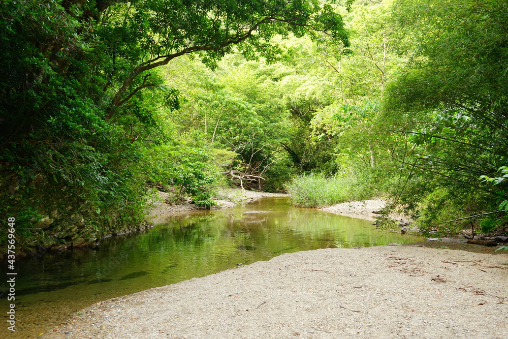 Fototapeta premium Swallow creek at Yambaru National Park in Okinawa, Japan - 沖縄 やんばる国立公園 川