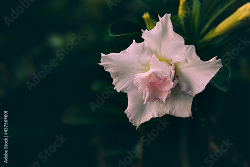 The exotic, beautiful Close up multi layer petal of desert roses, azalea flowers, adenium, obesum, azalea know as tropical flower, queen pretty flower blooming garden photo