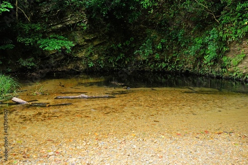 Swallow creek at Yambaru National Park in Okinawa, Japan - 沖縄 やんばる国立公園 川 photo