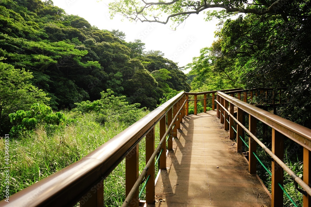 Wooden trail at Yambaru National Park in Okinawa, Japan - 沖縄 やんばる国立公園 木製の遊歩道